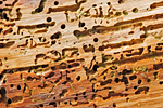 photo of Woodworm
